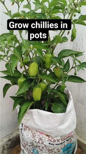 grow chillies in pots #shorts#youtubeshorts