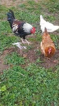 👉 Peaceful Farm Animals Sounds 🐓🐥🐈 | Relaxing Nature ASMR for Sleep & Calm