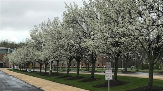 Organization offering ‘bounty’ for removal of invasive trees in central Ohio