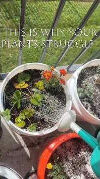 Why Your Strawberry Leaves Turn Red (And How to Fix It FAST)
