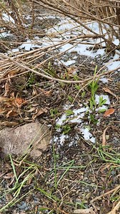 Is it time to cut back helleborus? We are not rushing into anything, but it may be a good time for you depending on several factors. #gardeningtips #wintergarden #helleborus #winterflowers | Plant Delights Nursery, Inc.