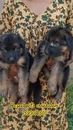 goldan, Gsd lab. puppy for sale ernakulam 7593077501