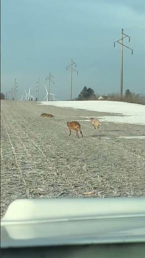 Don’t blink💨🔥 (Coyote Hunting With Dogs)