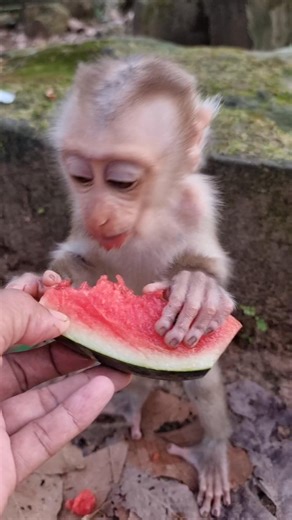 341K views · 10K reactions | How lovely baby monkey Lilo eat Watermelon❤️ | Monkey Care | Facebook