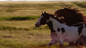 Welcome to The Greatest Outdoor Show on Earth! 🤠 Pool A of Rodeo competition kicks off now! Can’t be here with us in person? In Canada, tune into Sportsnet One or livestream on Sportsnet Now at 1:30 p.m. MT (3:30 p.m. ET). Rebroadcasts at 6 p.m. and 10 p.m., check local listings 📺 In the US, tune into the CowboyChannel or livestream on Cowboy Channel Plus 🖥️ | Calgary Stampede