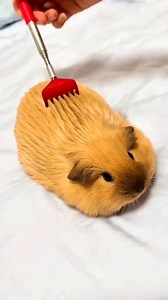 1M views · 10K reactions | My cute guinea pig 殺 #cute #pet #reels #fyp #virals #guineapig #petlover #animals #funny | Ychuan.pet | Facebook