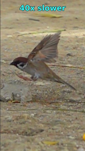 Eurasian tree sparrow flying off, 40x slowmo