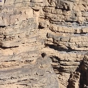 34K views · 86 reactions | Snow leopards hunt mountain goats | Técnico Ing. Bobby Wilson Oficial | Facebook