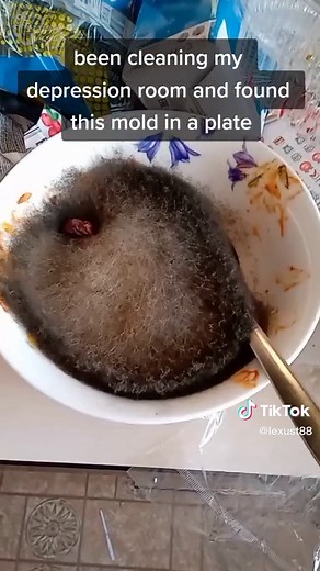 omg a fluffy kitty! #cat #meme #mold #depressed #depressionroom #depressionroomcleaning