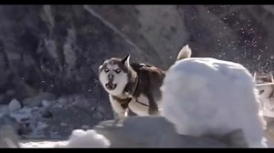 电影雪地狂奔