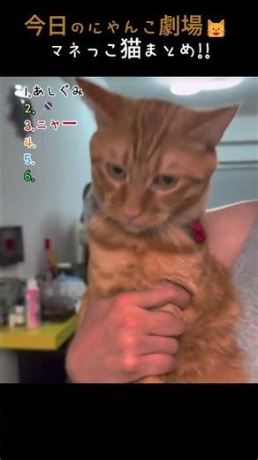 今日のにゃんこ劇場🐱マネっこ猫まとめ!! #cat #neko #cute #猫 #funny #pets #고양이
