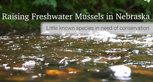 10K views · 155 reactions | Here's a conservation success story from the North Platte Fish Hatchery to kick off your weekend! | Nebraska Game and Parks Commission | Facebook