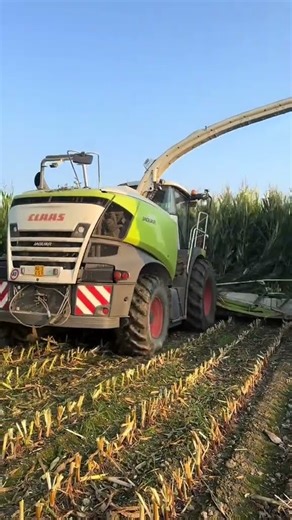 claas Jaguar 980 🌽🌽🌽
