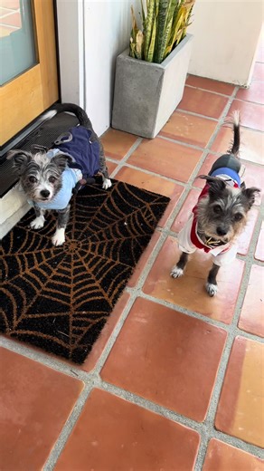 Happy Halloween from Miley and Billie! #cutedogs #seniordog #perritos #halloweencostume