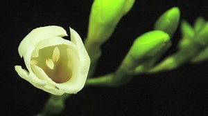 Life of Plants - Freesia Blooming in Time Lapse
