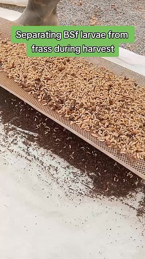 BSF Larvae Separation from Frass: Farming Training in Mery