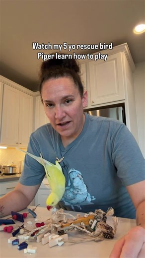 Piper is a 5 yo Indian ringneck who was surrendered due to aggression issues in her previous home. It is, unfortunately, a common sequence of events that often leads to this. When we bring a baby bird home, it is natural to want to spend all of our time cuddling and bonding with them. But this frequently leads to over bonding which, as a bird matures, can become problematic. The bird begins to see us as the most rewarding thing in their environment. This can increase screaming, hormones, and agg