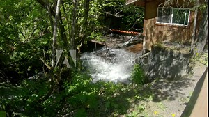Sockeye (Red) Salmon jumping up the waterfall of the fish weir and counting station at Bear Creek near Seward Alaska; the fish weir is used to manage salmon population in the Cook Inlet region