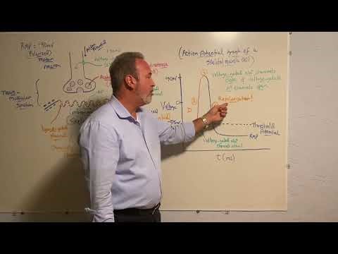 Action Potential Graph of a Skeletal Muscle Cell