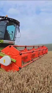 11K views · 376 reactions | Wheat harvesting footage today | Big Machines | Facebook