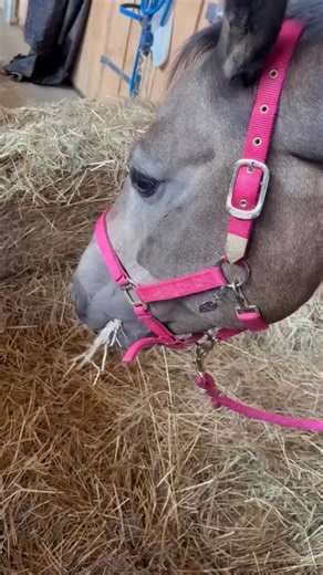 Für viele Pferdebesitzer ist es heute kaum mehr denkbar, dass ihr Pferd normales Heu frisst – ohne Bedampfen, ohne Waschen. Zu groß die Angst vor Husten, Atemnot, Rückfällen. Doch ich sehe in meiner Arbeit immer wieder: 👉 Mit einer klaren Strategie 👉 Mit konsequenter Umsetzung 👉 Und wenn wir die Ursachen angehen statt nur Symptome zu managen … kann genau das wieder Realität werden. Das Video zeigt nicht irgendein Pferd. Es zeigt ein Stück Freiheit zurück. 💛 ❓Wie sieht es bei dir aus – wäscht