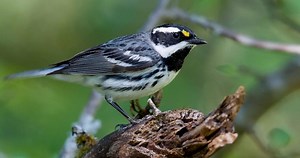Black-throated Gray Warbler Identification, All About Birds, Cornell Lab of Ornithology