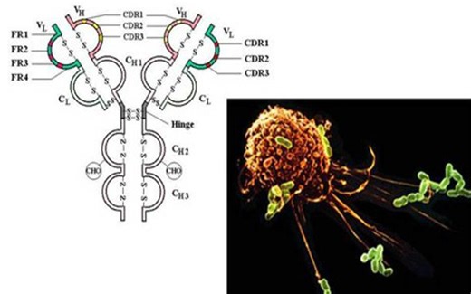 医学免疫学-华中科技大学(国家精品课)