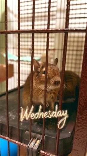 When Queen the Degu was not happy! 😖 #cutepets #degulife #petvlog #funnypets #degu #angrypet #pets