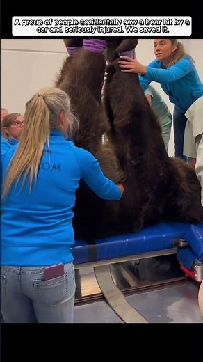 A group of people accidentally saw a bear hit by a car and seriously injured. We saved it #animals