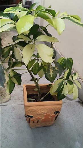 under the umbrella tree episodes#garde#bon#