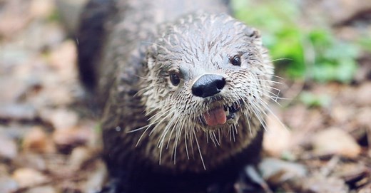 Otter Lifespan: How Long Do They Live in the Wild and in Captivity?