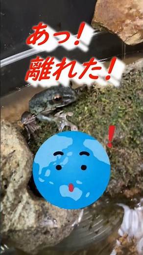 交雑種はこうやって誕生する！？(モリアオガエルがカジカガエルに...) ＃カエル＃観察＃飼育