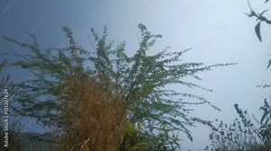 Graceful shrub acacia. Spreading form (like babul - Acacia arabica) at spring. India. Bangalore