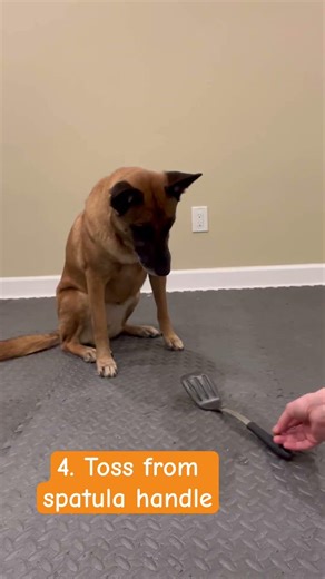 Spatula Dogapult Tutorial #tricks #tricktraining #dogtricks #tutorial #malinois