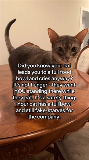 Dinner for two I guess 🥹 #catsoftiktok #abyssinian #cutecats #cattok #cats