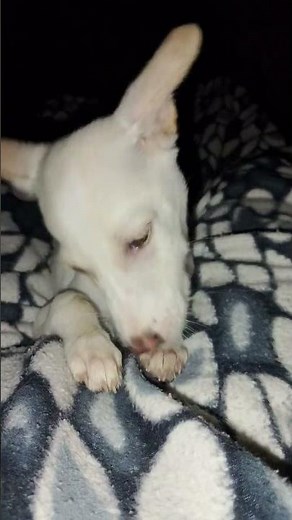 #petlover #love #shorts