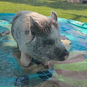 25K views · 1.3K reactions | Finn can't wait until I have their splash pad clean.  | Polly the Performing Princess Pig | Facebook