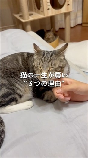 猫の一生が尊い“３つの理由”😭 #猫 #猫のいる暮らし #ねこ #ねこのいる生活 #ねこ動画 #猫好きさんと繋がりたい