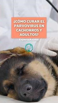 How to cure parvovirus in puppies and adults? Symptoms 🐶💉 #CanineParvovirus