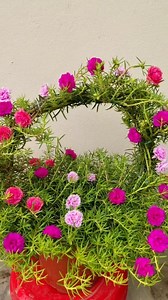 2.3M views · 79K reactions | Moss Rose /portulaca grandiflora flowers  creativity ❤️殺 | Poonam Shah | Facebook