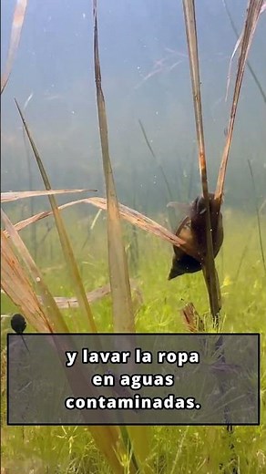 Animales más mortales #5 caracoles de agua dulce