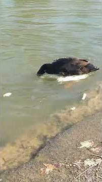 Brutal Duck Rape *Viewer Discretion is Advised*