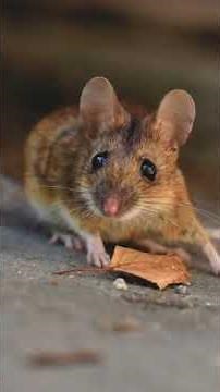Beware of rodents in the house!