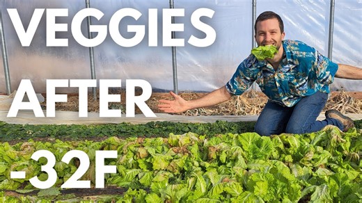 Small Veggie Farm After –32°F: Ugly but Delicious!