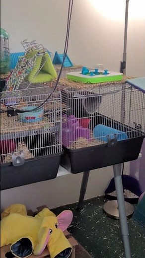 my pet rat cage setup quick tour #petrat