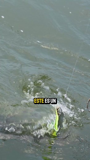 Pesca de sabalos | Hoy Se Pesca