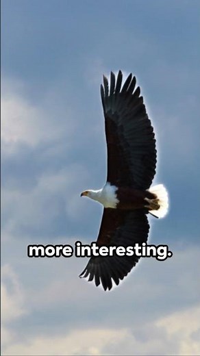 Why Do Eagles Break Their Beaks?