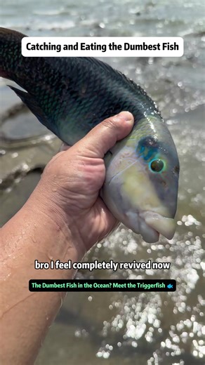 Exploring the Triggerfish: The Ocean's Silliest Fish