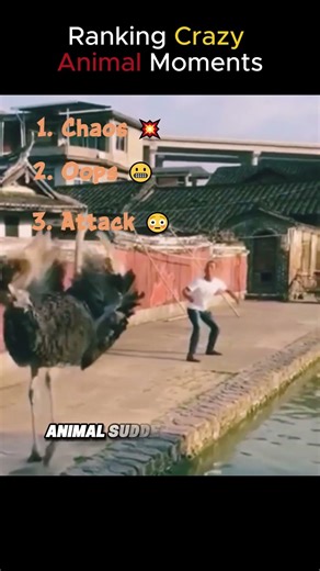 Ranking Crazy Animal Moments 😂