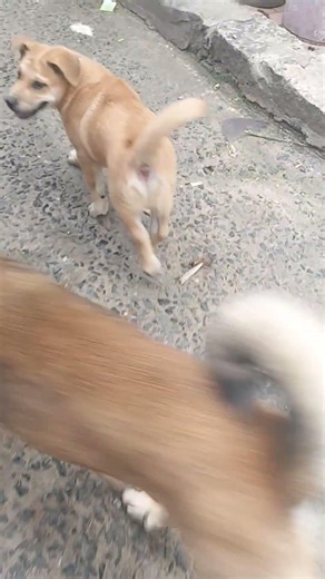 lu oi mau vô nhà để bị lụm